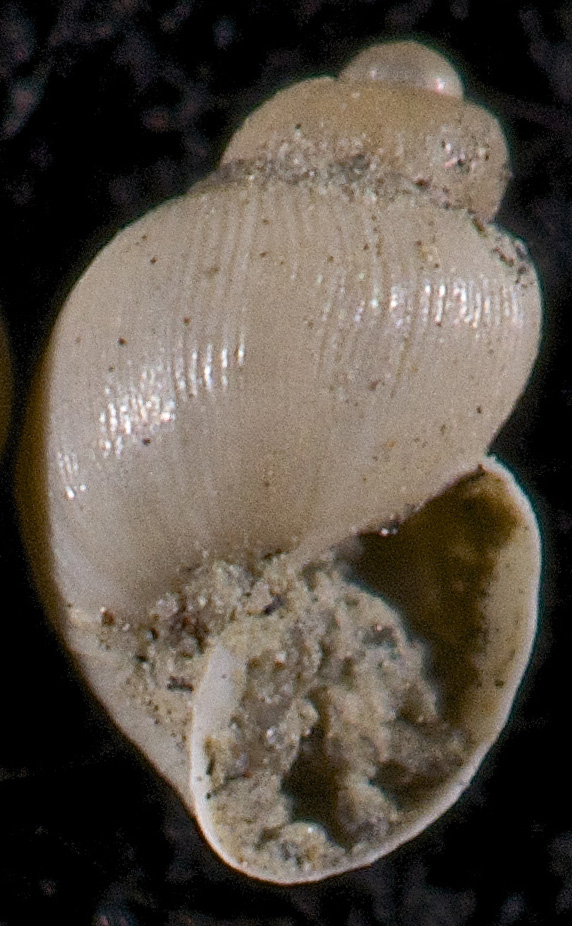 dulciacquicola da identificare